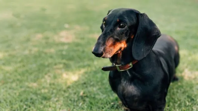 Pequeños pero fieros: los perros salchicha, entre las razas más agresivas
