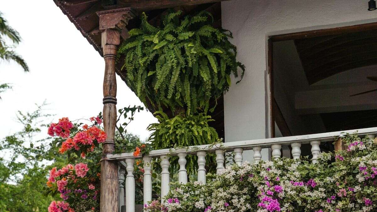Agua y pimienta en el balcón: el truco para mantenerlo limpio y ahuyentar a las palomas