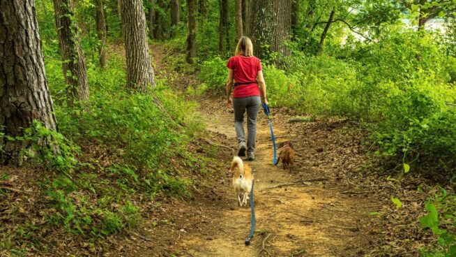 Beneficios de tener un perro después de los 50