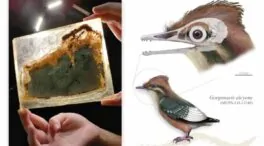 Identifican en Cuenca un ave del Cretácico clave en la evolución temprana