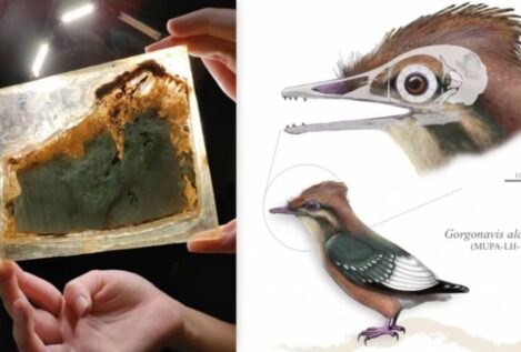 Identifican en Cuenca un ave del Cretácico clave en la evolución temprana