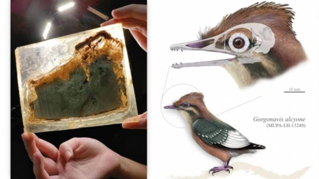 Identifican en Cuenca una ave del Cretácico clave en la evolución temprana de las aves