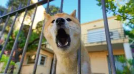 La Ley de Propiedad Horizontal lo confirma: si el perro de tu vecino causa ladridos extremos, un juez puede expulsarle de su casa