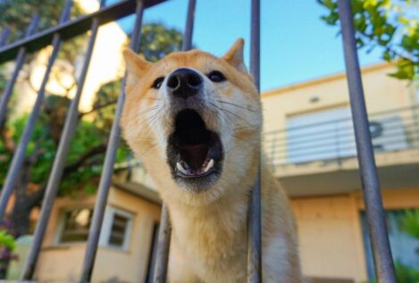 La Ley de Propiedad Horizontal lo confirma: si el perro de tu vecino causa ladridos extremos, un juez puede expulsarle de su casa