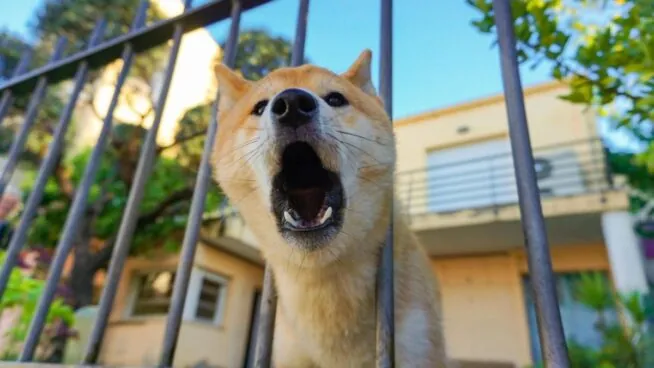 Un bebé de 22 meses, en estado grave por el ataque de un perro en Talavera de la Reina