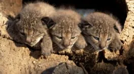 Liberan tres cachorros de lince ibérico de la hembra Parra, nacidos en Doñana