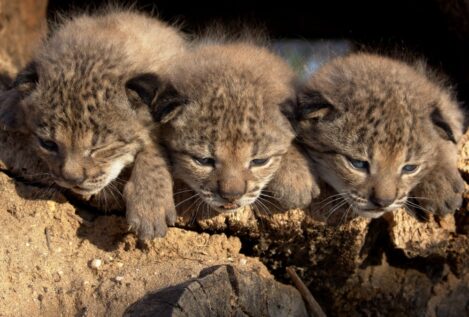 Liberan tres cachorros de lince ibérico de la hembra Parra, nacidos en Doñana