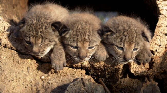 Liberan tres cachorros de lince ibérico de la hembra Parra, nacidos en Doñana