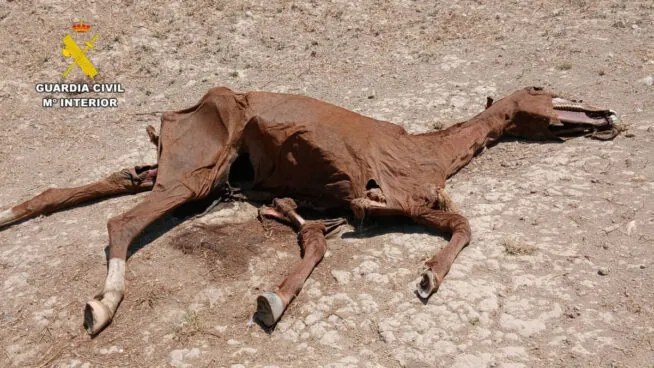 Nueve investigados tras hallar cuatro caballos muertos y 67 descuidados en varias fincas