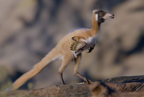 Un fósil revela los secretos de un enigmático grupo de dinosaurios: los alvarezsaurios