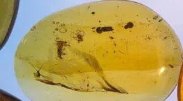 Una serie de ámbares fósiles revelan cómo era la vida de las hormigas en el Cretácico