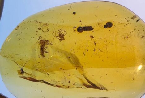 Una serie de ámbares fósiles revelan cómo era la vida de las hormigas en el Cretácico