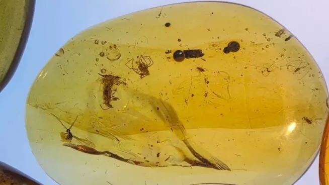 Una serie de ámbares fósiles revelan cómo era la vida de las hormigas en el Cretácico