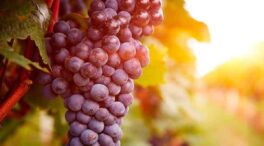 La UE aprueba nuevas ayudas al vino con menos del 0,05% y el etiquetado «sin alcohol»