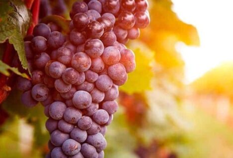 La UE aprueba nuevas ayudas al vino con menos del 0,05% y el etiquetado «sin alcohol»