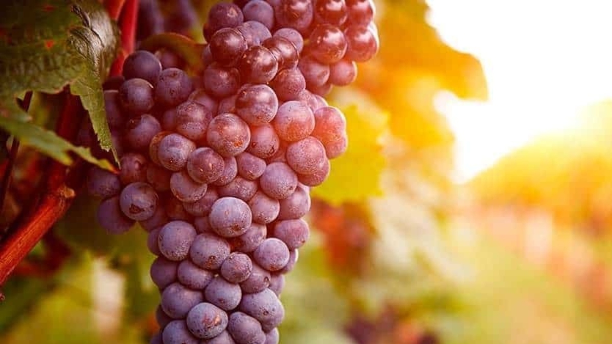 La UE aprueba nuevas ayudas al vino con menos del 0,05% y el etiquetado «sin alcohol»