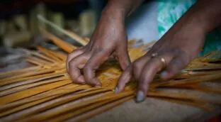 España envió en 2025 casi un millón a Etiopía para bambú y café con enfoque de género