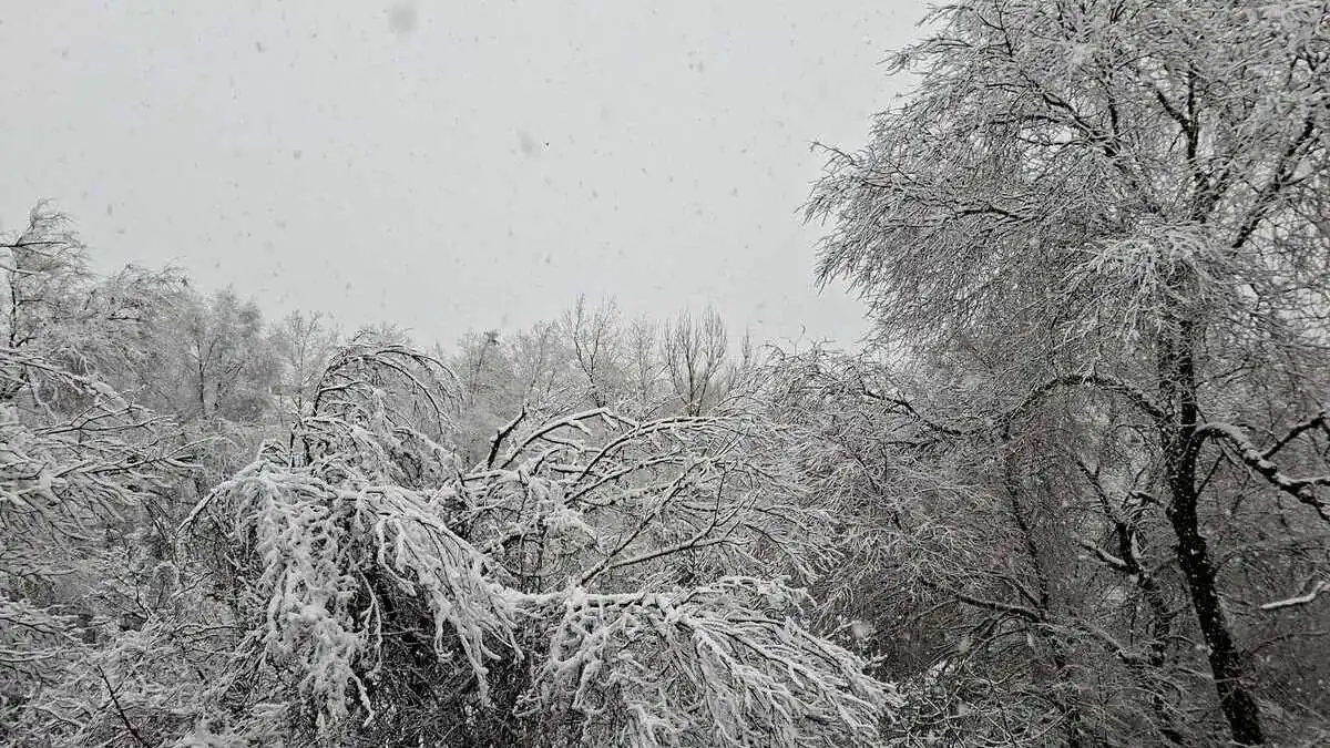 Cada copo que cae es una suerte