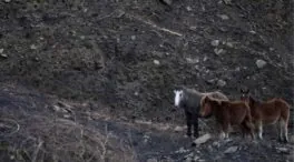 El Gobierno de Cantabria rebaja el nivel de alerta por los incendios forestales