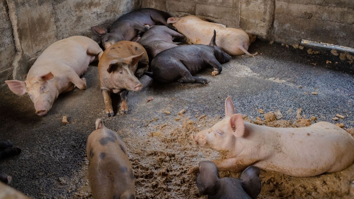 En qué consiste la gripe porcina y qué síntomas produce en humanos