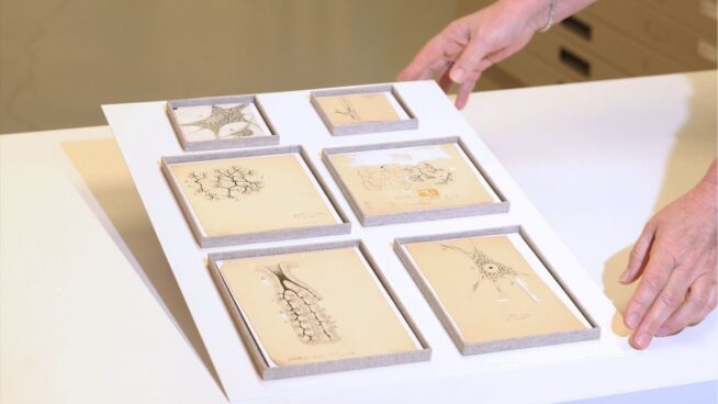 Descubren seis dibujos originales de Ramón y Cajal en el Museo Anatómico de Valladolid