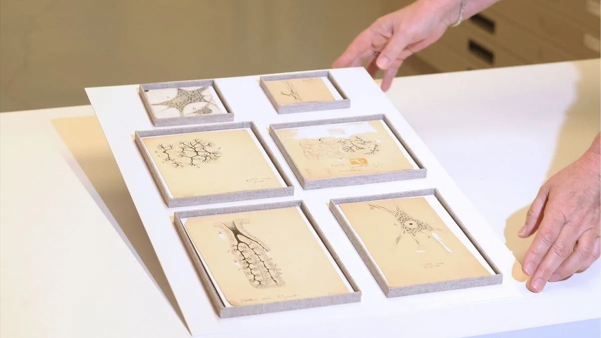 Descubren seis dibujos originales de Ramón y Cajal en el Museo Anatómico de Valladolid