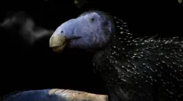 Descubren un dinosaurio herbívoro con una estructura defensiva única