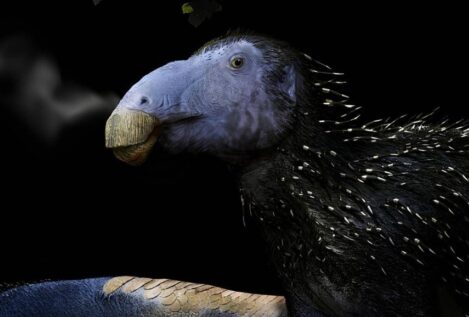 Descubren un dinosaurio herbívoro con una estructura defensiva única