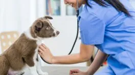 Giro de 180 grados: la Justicia de Barcelona respalda a una trabajadora despedida por faltar al trabajo por una urgencia de su mascota