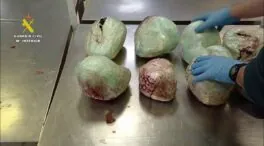 Incautados en Barajas 15 pangolines muertos en una maleta procedente de Etiopía