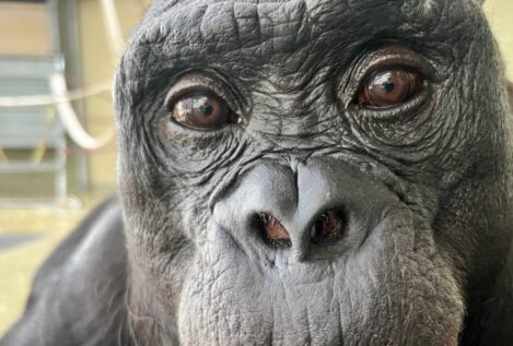 Los simios comparten con los humanos la capacidad de imaginar y fingir