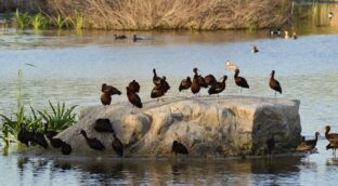 Los humedales recuperados protegen nuestra biodiversidad y favorecen nuestro bienestar