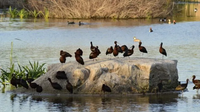 Los humedales recuperados protegen nuestra biodiversidad y favorecen nuestro bienestar