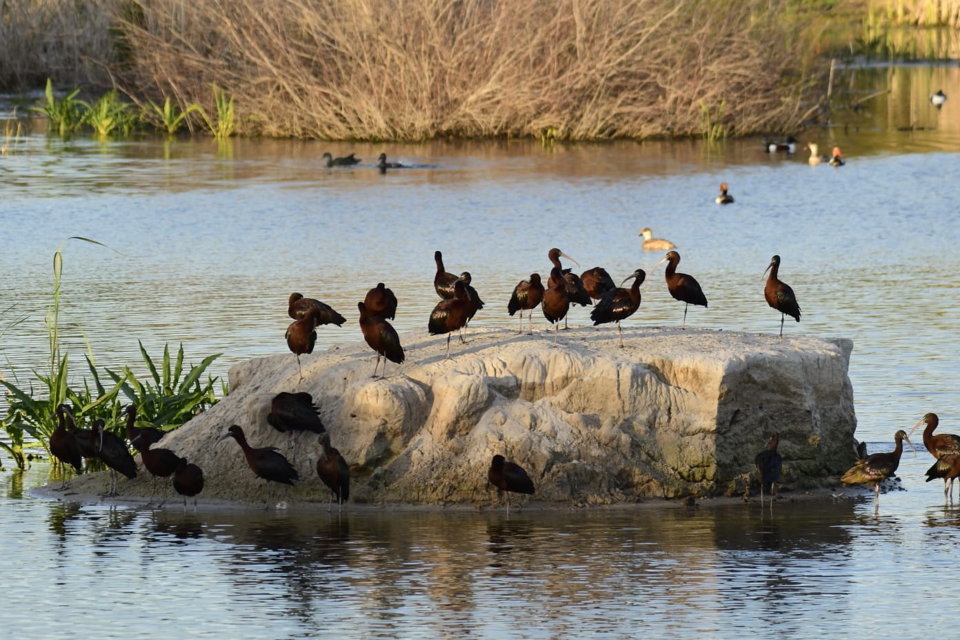 Los humedales recuperados protegen nuestra biodiversidad y favorecen nuestro bienestar