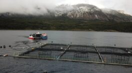 Noruega financia ONG indígenas para boicotear la industria del salmón en Chile