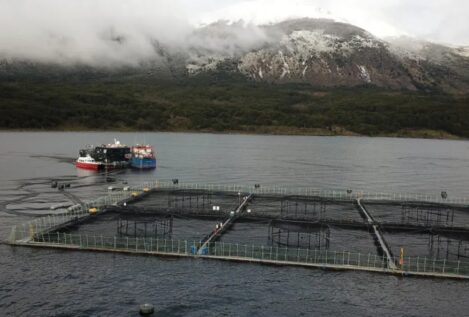 Noruega financia ONG indígenas para boicotear la industria del salmón en Chile