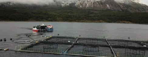 Noruega financia ONG indígenas para boicotear la industria del salmón en Chile