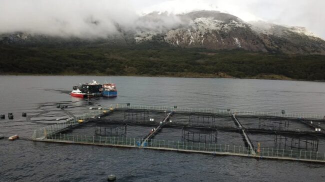 Noruega financia ONG indígenas para boicotear la industria del salmón en Chile