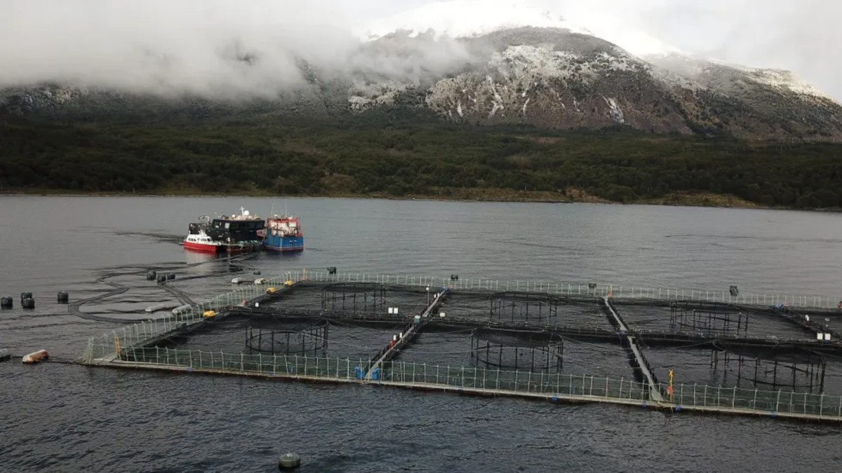 Noruega financia ONG indígenas para boicotear la industria del salmón en Chile