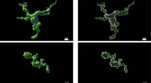 La fertilidad está relacionada con las células inmunitarias del cerebro