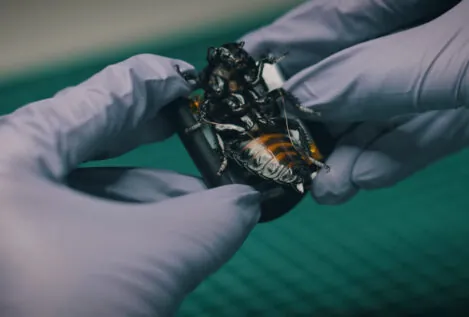 Lo último en armas de la OTAN es la más desagradable de todas: cucarachas cíborg