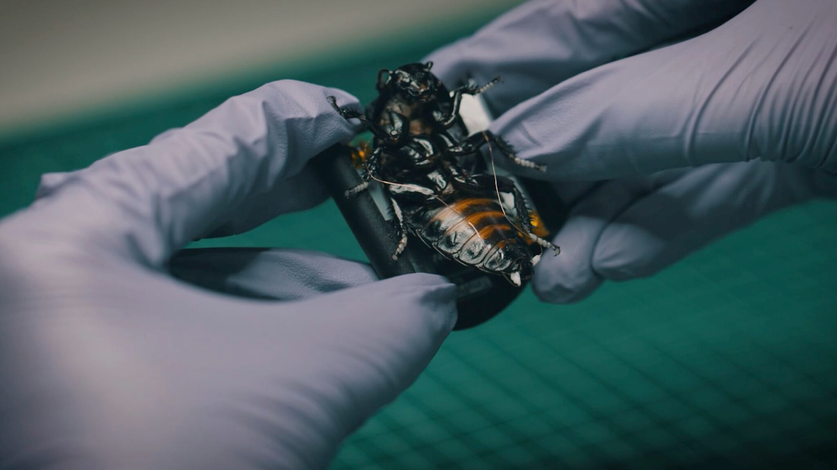 Lo último en armas de la OTAN es la más desagradable de todas: cucarachas cíborg