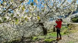 El Cerezo en Flor tiñe de blanco el Valle del Jerte de Extremadura en primavera
