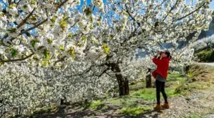 El Cerezo en Flor tiñe de blanco el Valle del Jerte de Extremadura en primavera