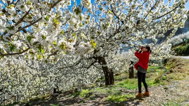 El Cerezo en Flor tiñe de blanco el Valle del Jerte de Extremadura en primavera