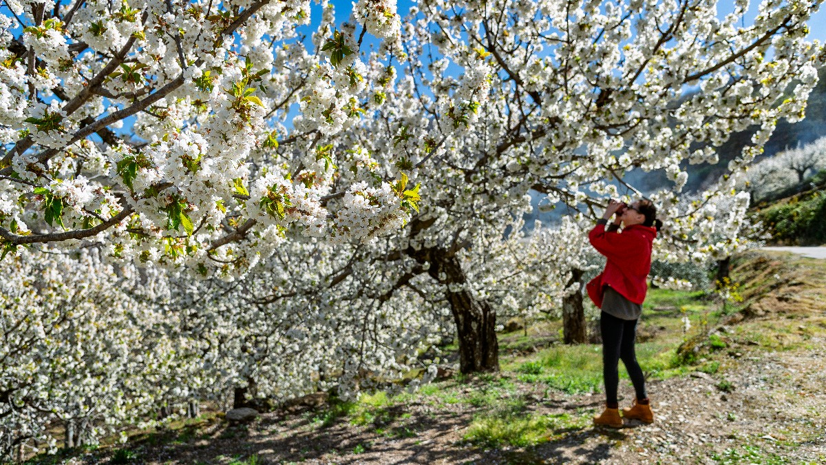 El Cerezo en Flor tiñe de blanco el Valle del Jerte de Extremadura en primavera