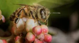 El tamaño importa: las abejas bailan mejor cuanto más público tienen