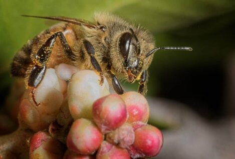 El tamaño importa: las abejas bailan mejor cuanto más público tienen