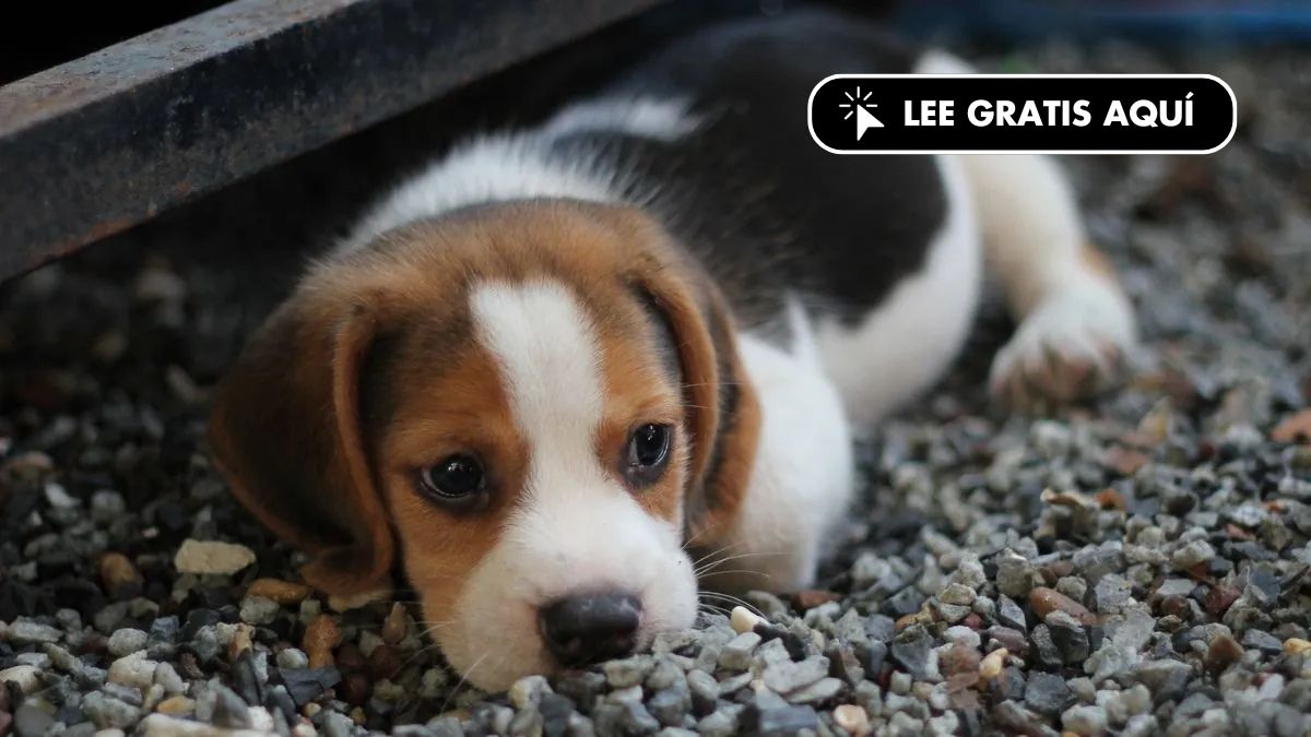 El ADN antiguo identifica a los primeros perros de Europa