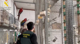 Intervienen más de 500 ejemplares de aves exóticas protegidas en una vivienda de Cádiz